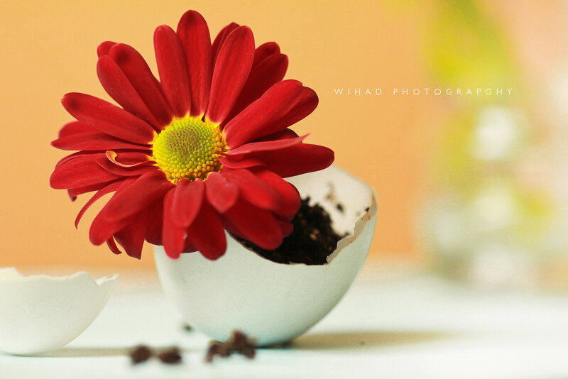 Red Flower in Eggshell