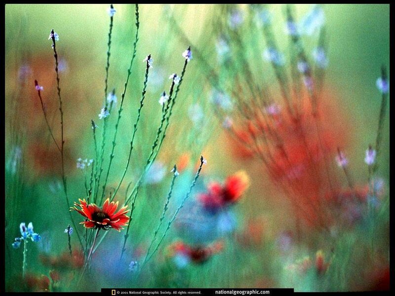 Red Flower in Field — Green, Serene, Spring