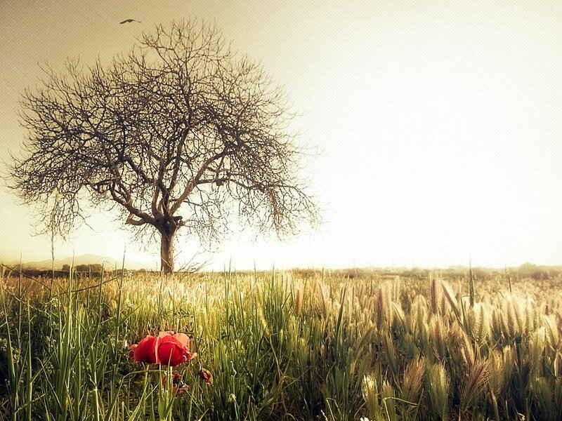 Red Flower in Field — Green