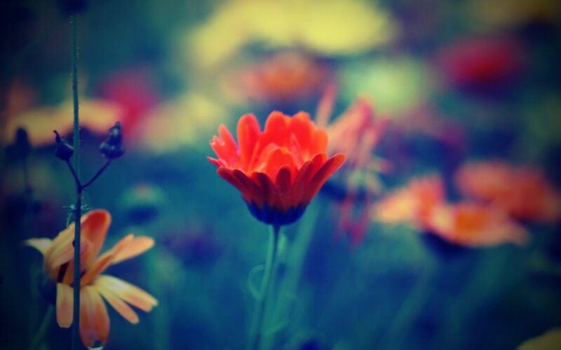 Red Flower in Field — Serene, Photograph