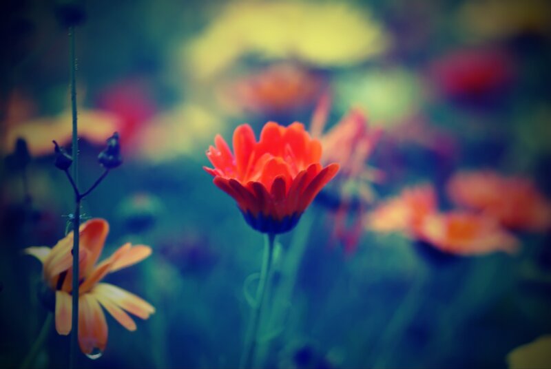 Red Flower in Field — Serene