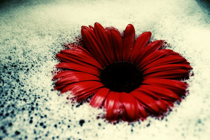 Red Flower in Foam