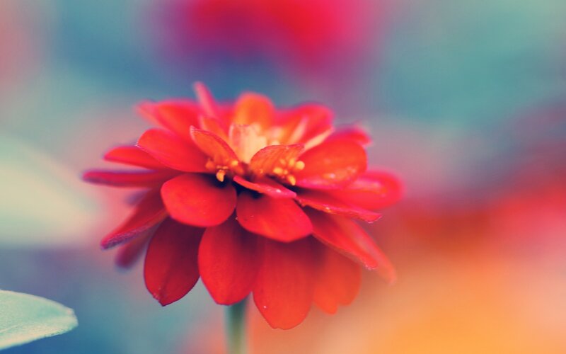 Red Flower in Focus — Calm, Photograph