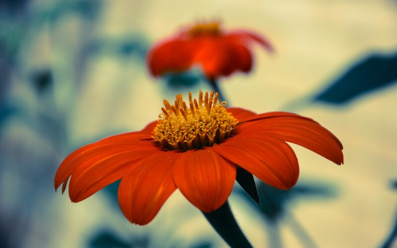 Red Flower in Focus — Calm
