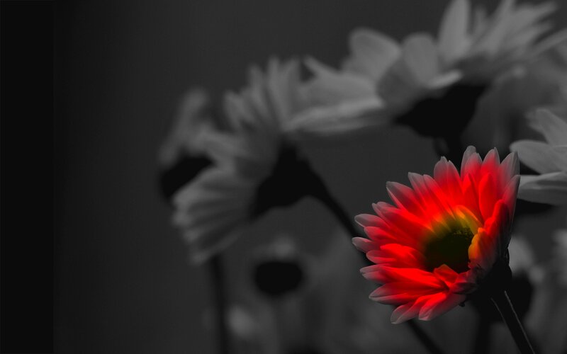Red Flower in Focus — Dramatic