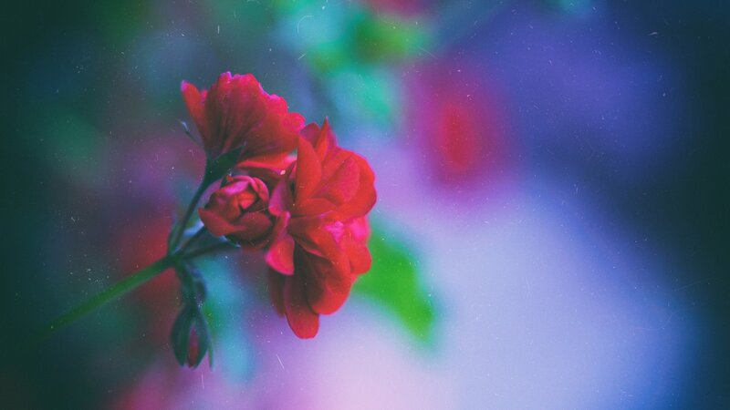 Red Flower in Focus — Dreamy