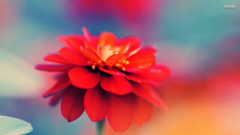 Red Flower in Focus — Serene, Photograph