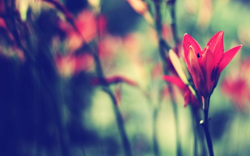 Red Flower in Focus — Serene