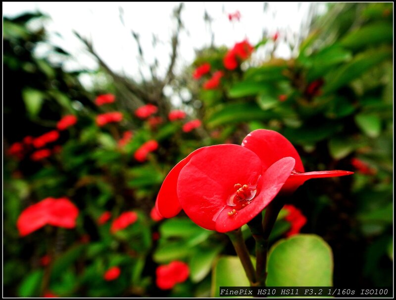 Red Flower in Focus