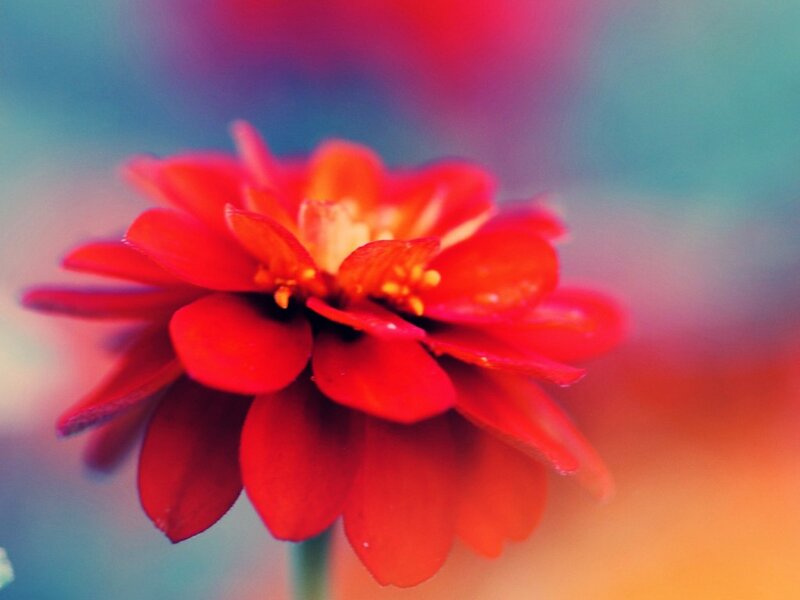 Red Flower in Focus — Vibrant, Photograph