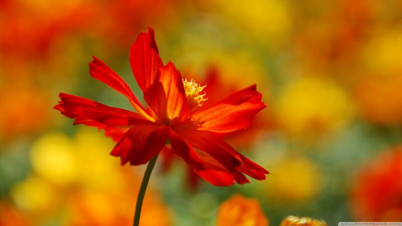 Red Flower in Focus — Vibrant