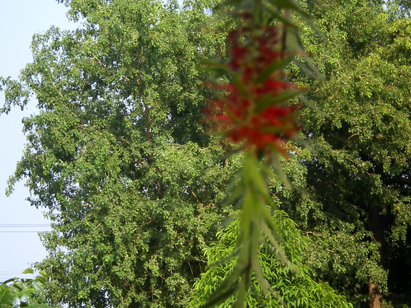 Red Flower in Foreground