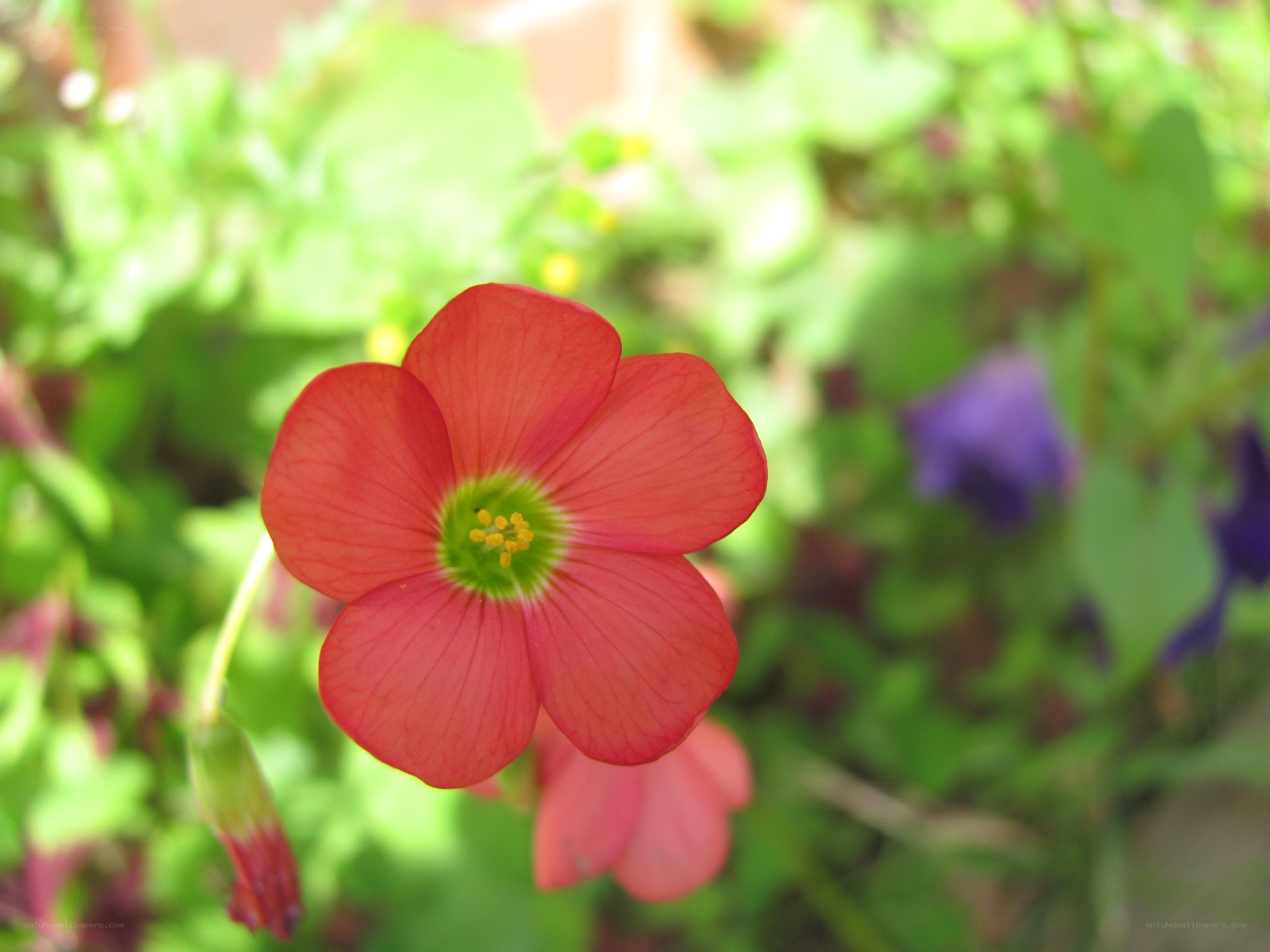 red flower in garden