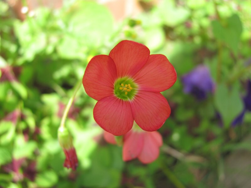 Red flower in garden