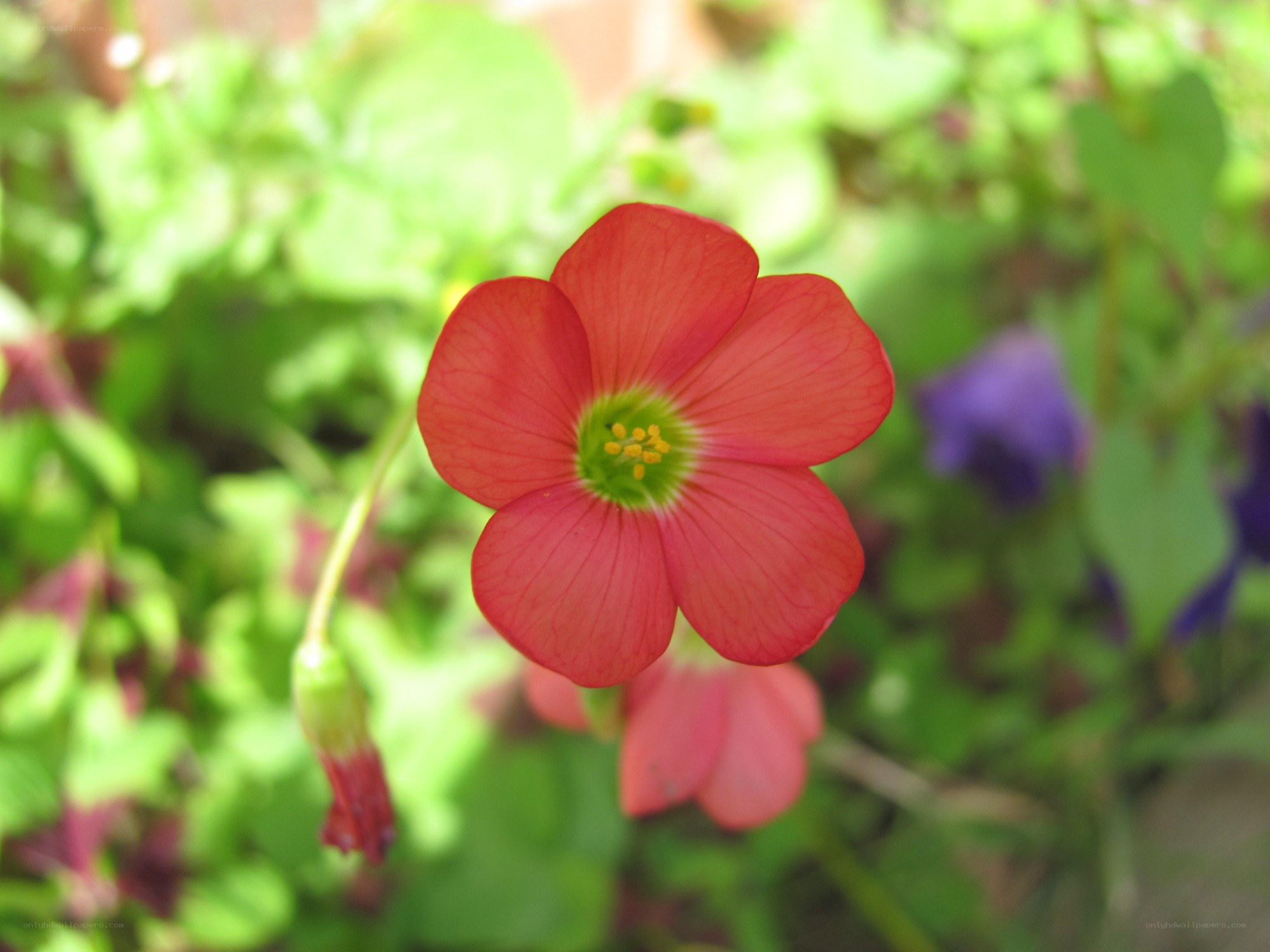 Red flower in garden