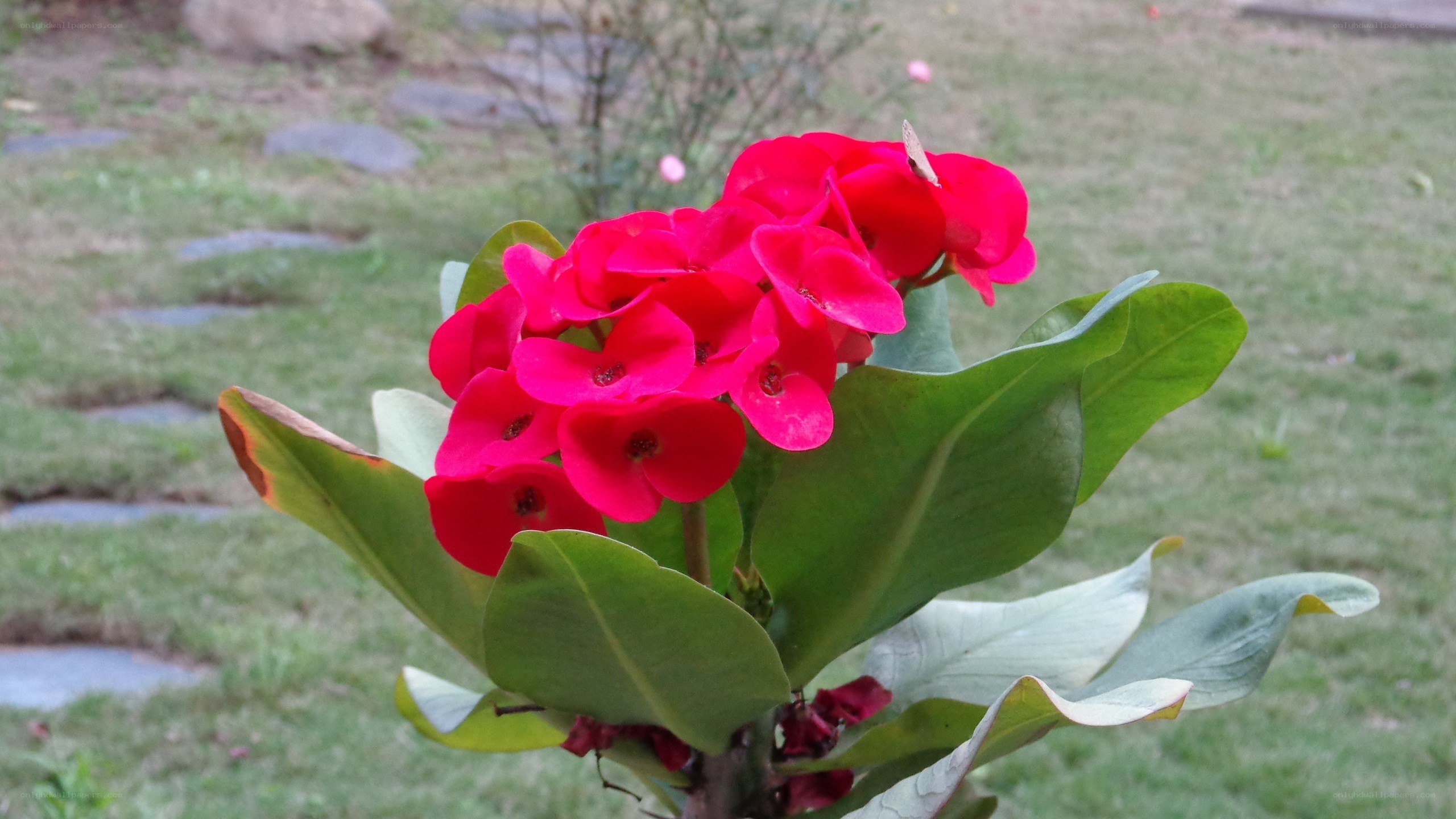 red flower in garden