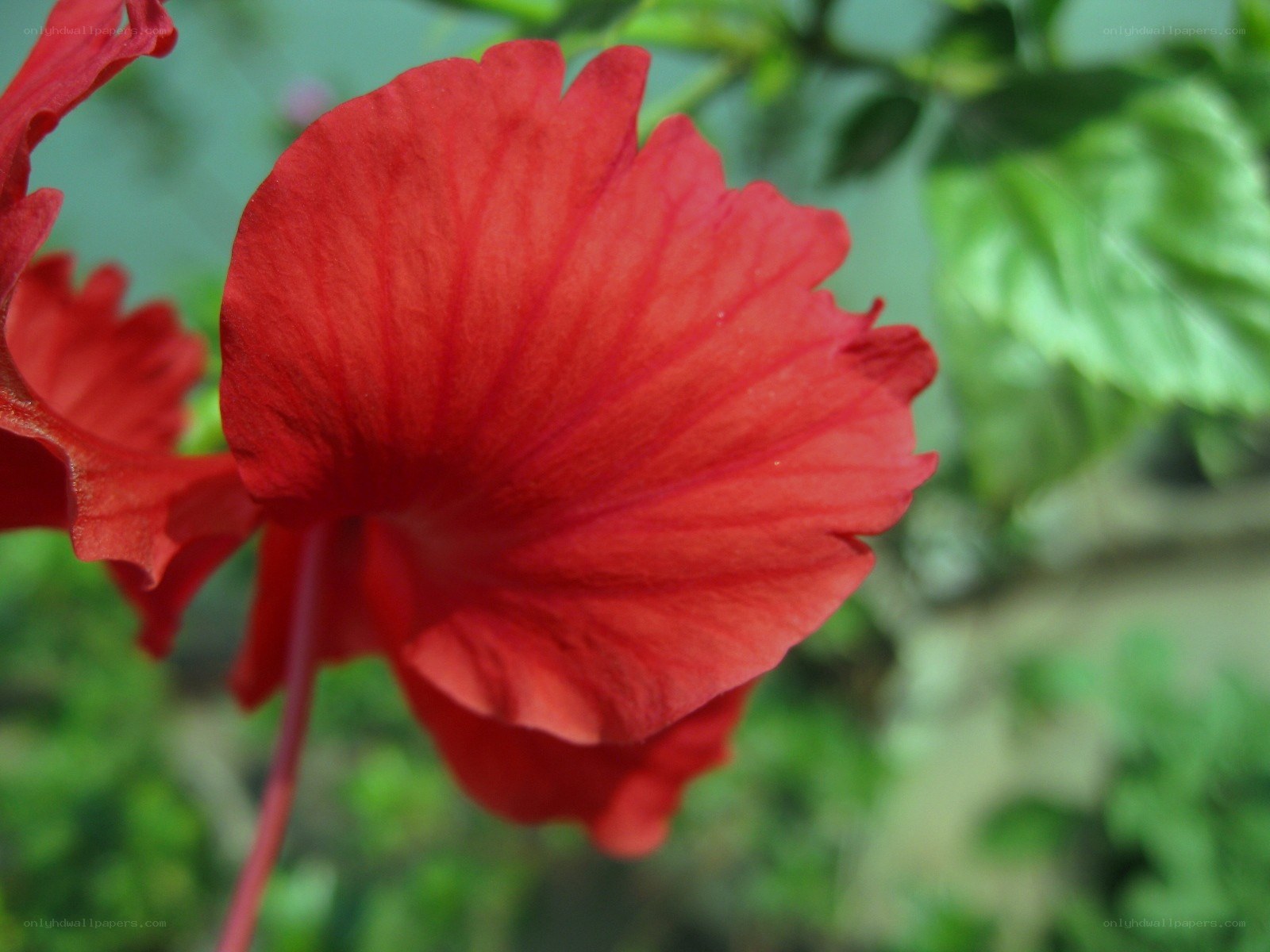 Red flower in garden