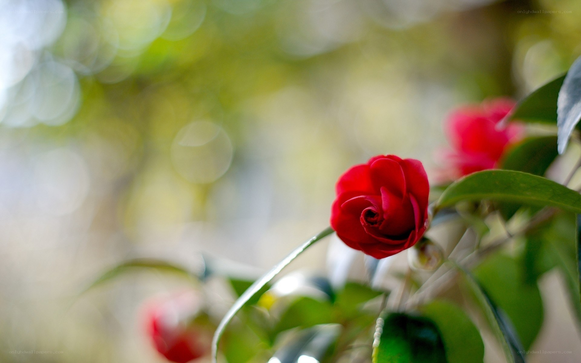 Red flower in garden