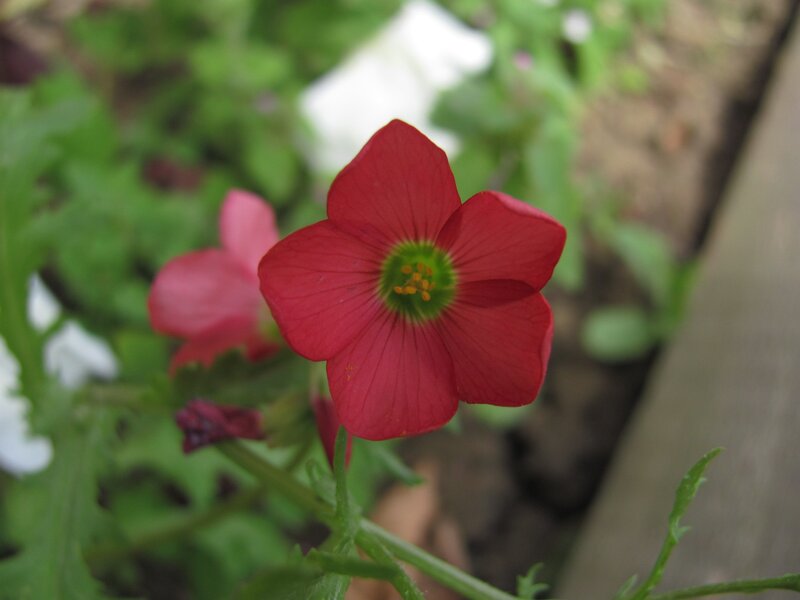red flower in garden