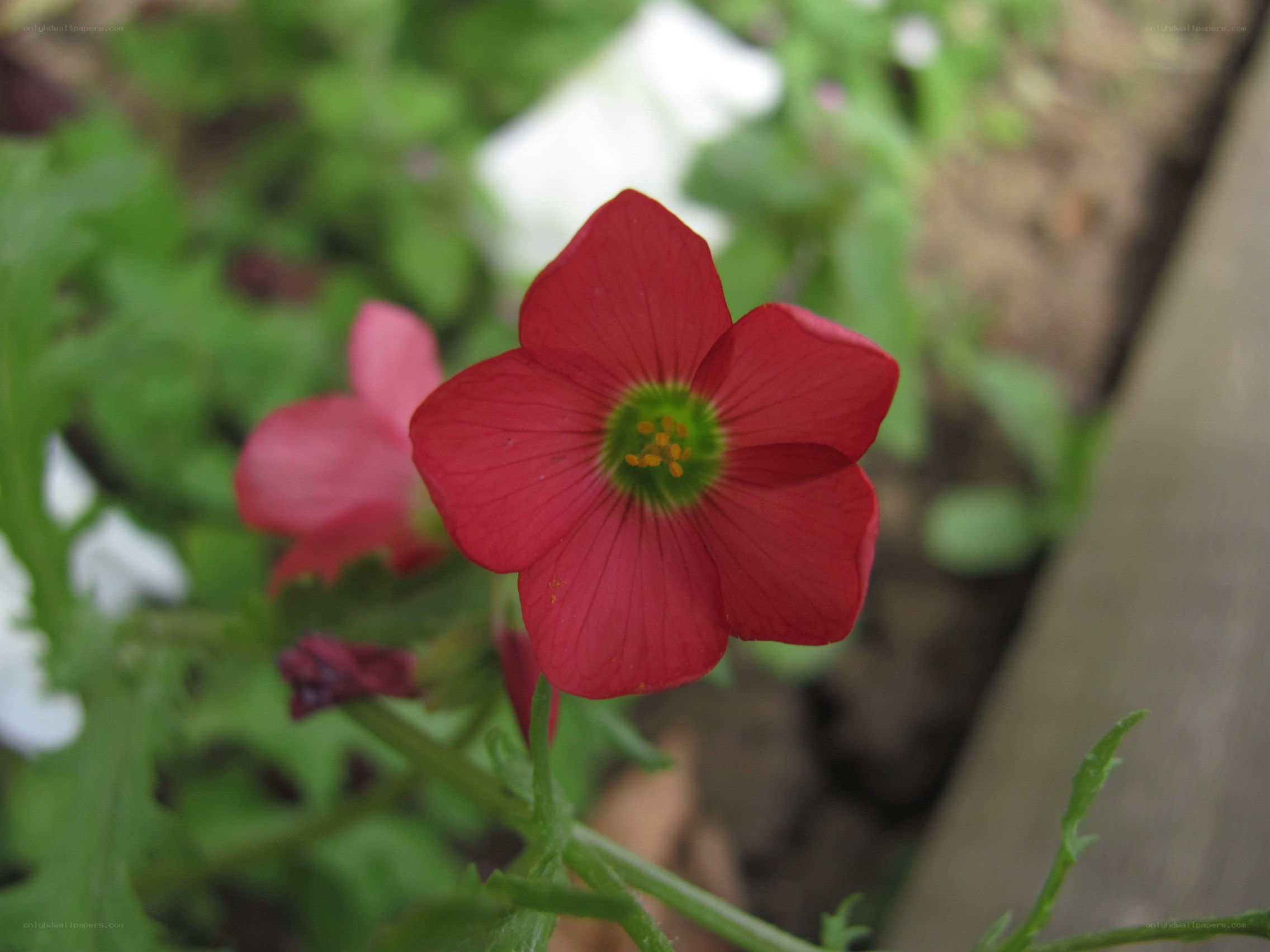 red flower in garden