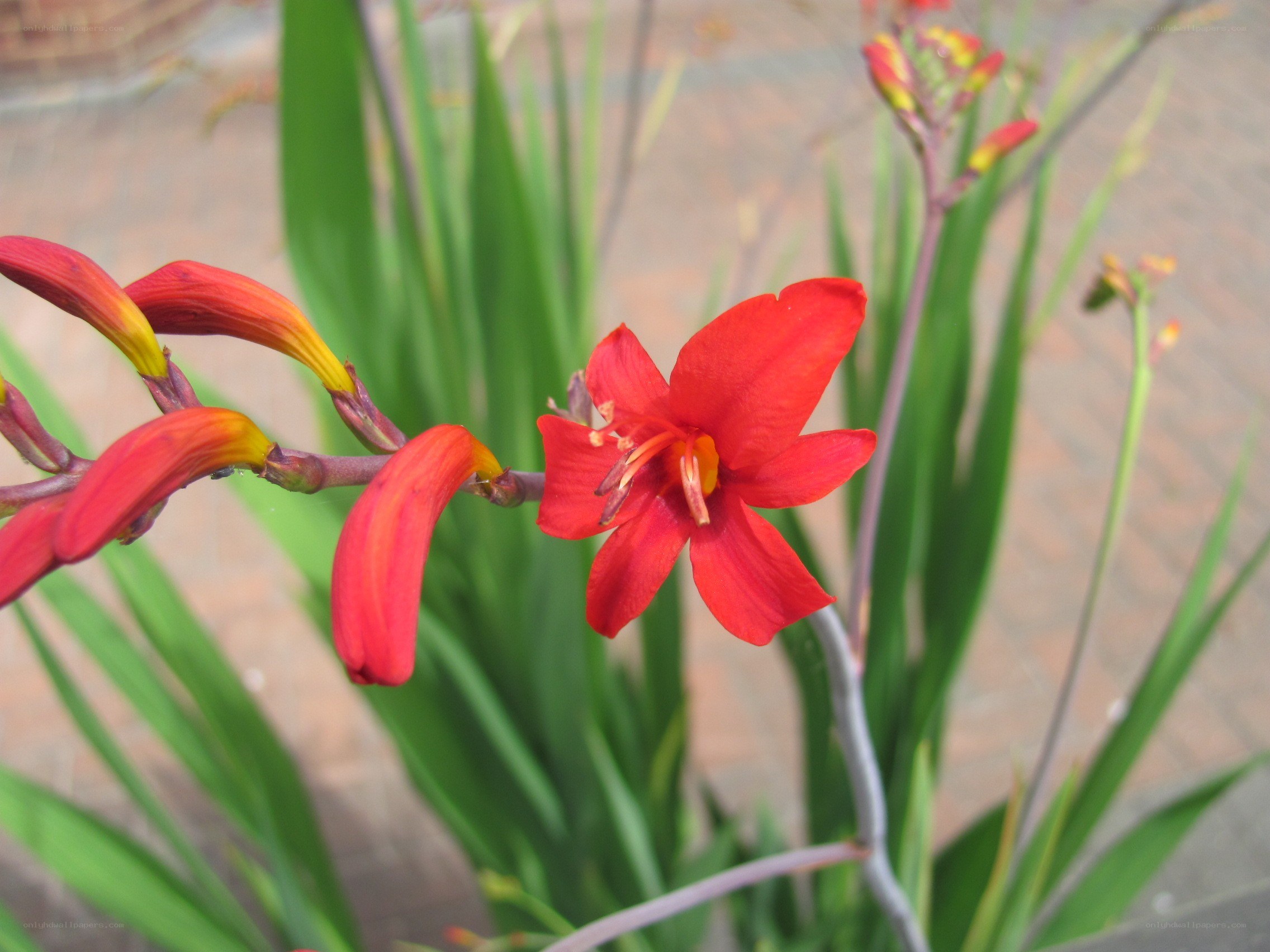 Red flower in garden