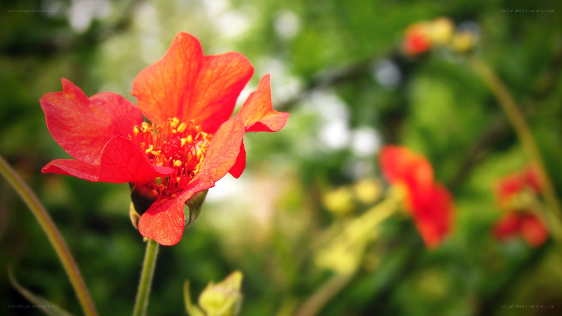 Red flower in garden