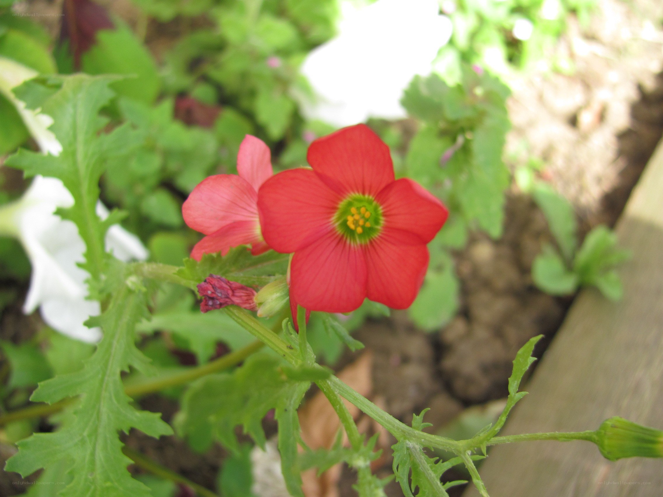 Red flower in garden