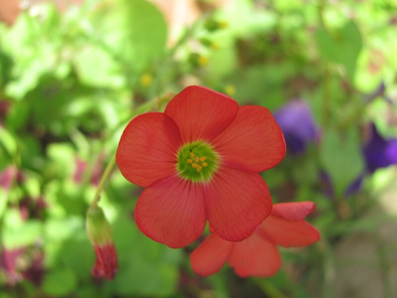 Red flower in garden