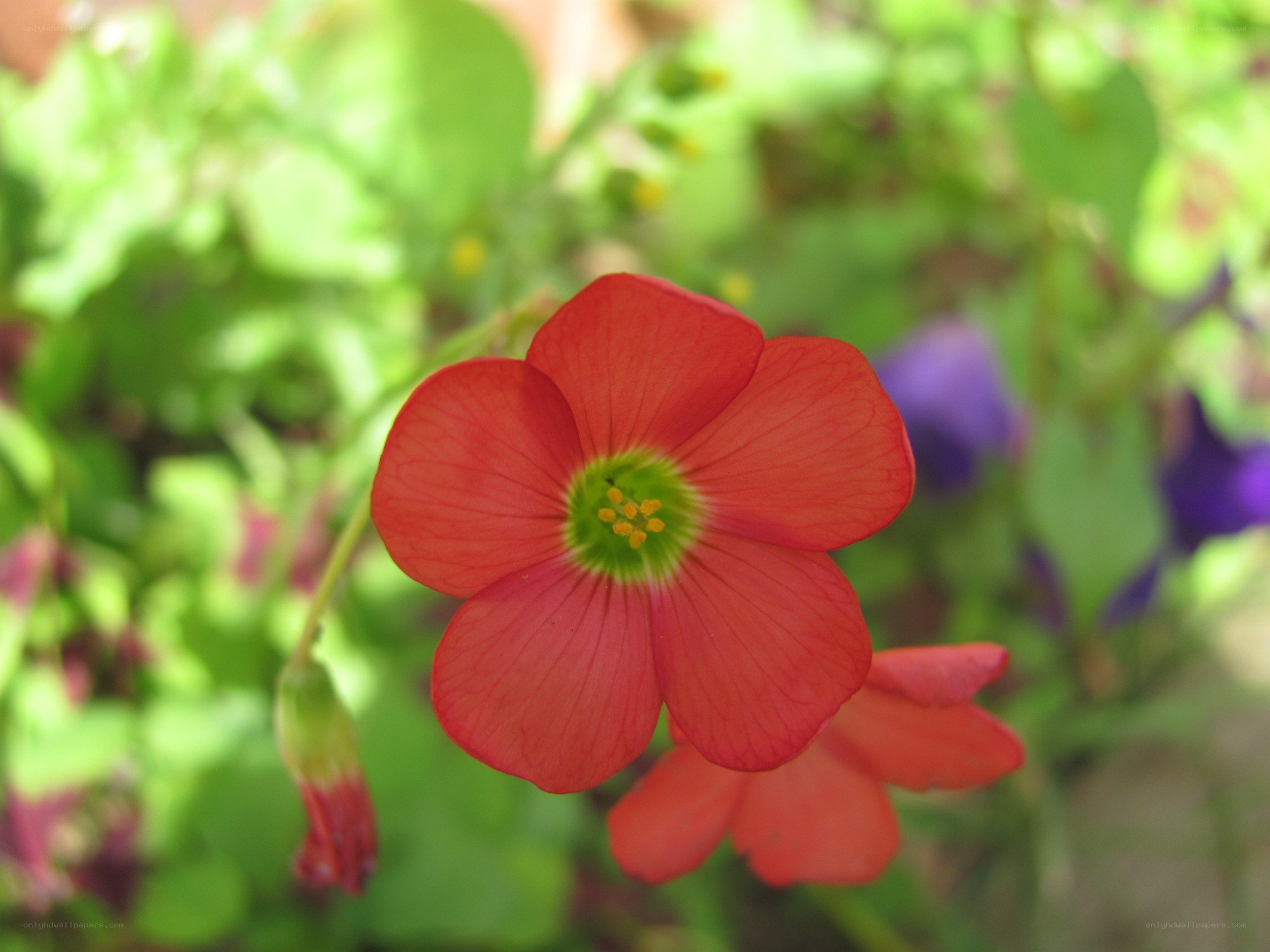 Red flower in garden