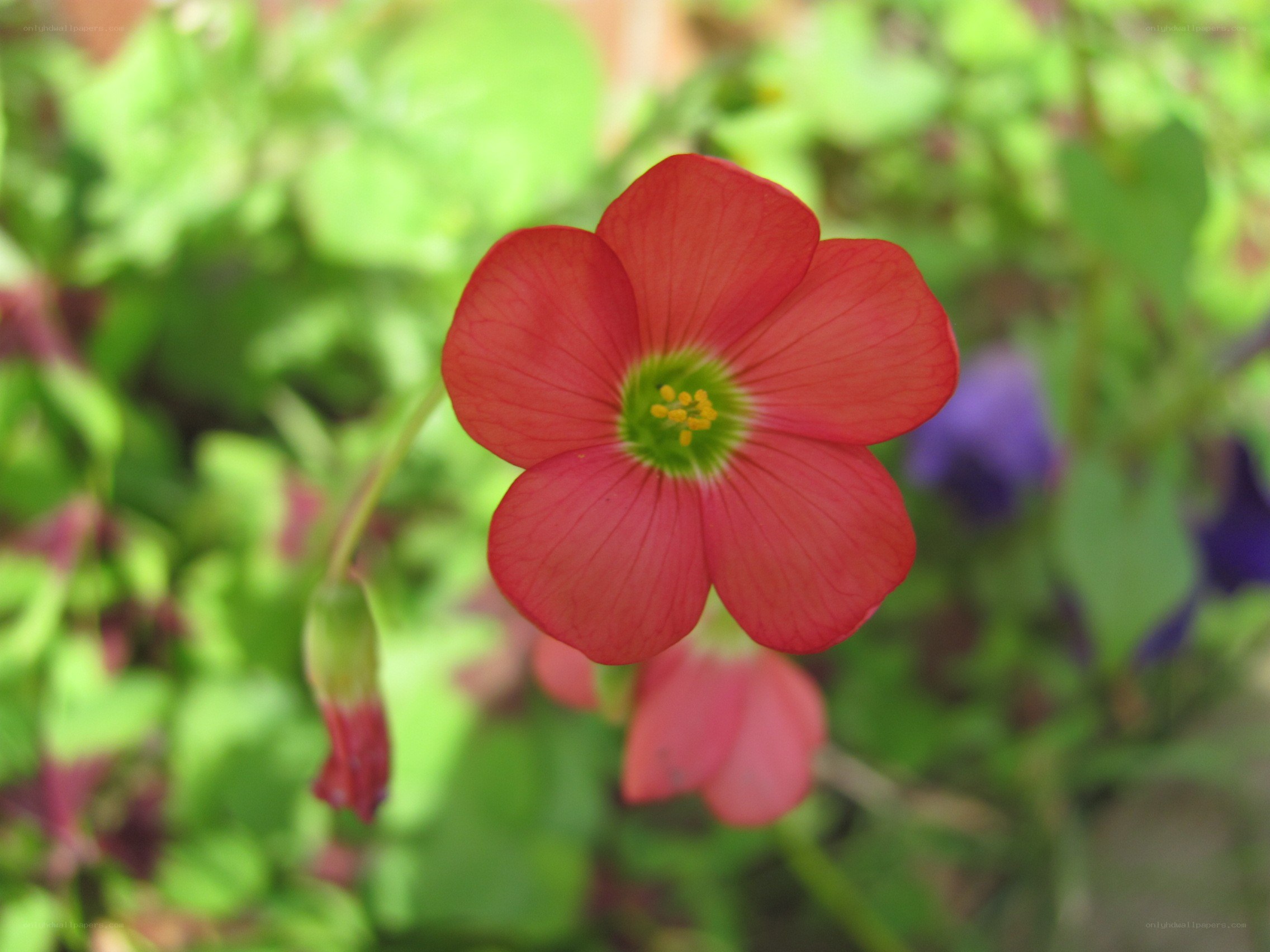 red flower in garden