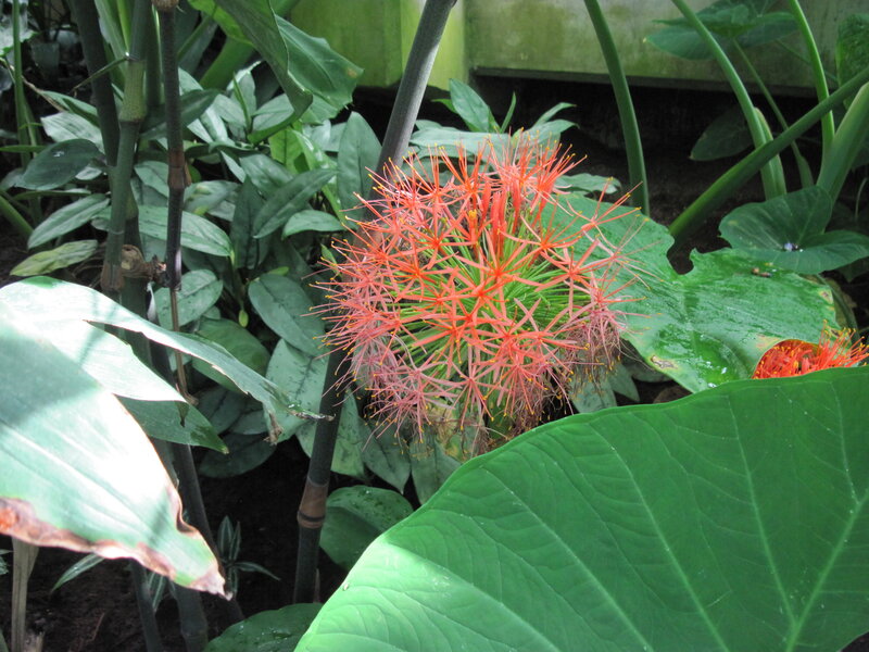 Red Flower in Garden — Green, Natural