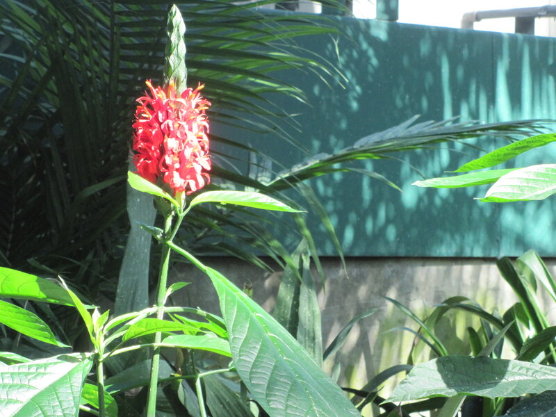 Red Flower in Garden — Green