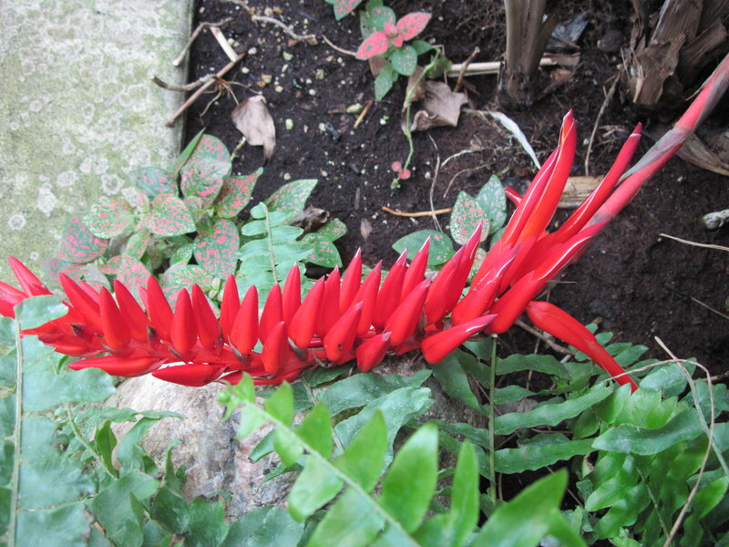 Red Flower in Garden — Natural