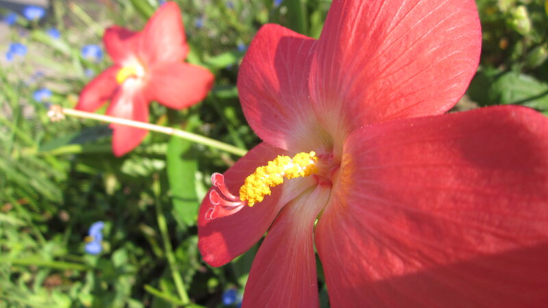Red Flower in Garden — Serene, Afternoon