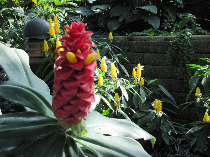 Red Flower in Garden — Serene