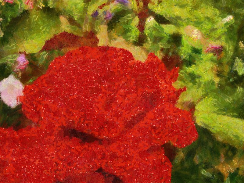 Red Flower in Garden — Vibrant