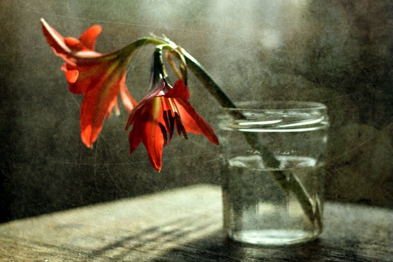 Red Flower in Glass Jar