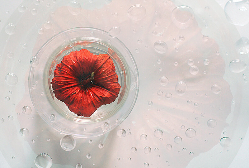 Red Flower in Glass — Serene