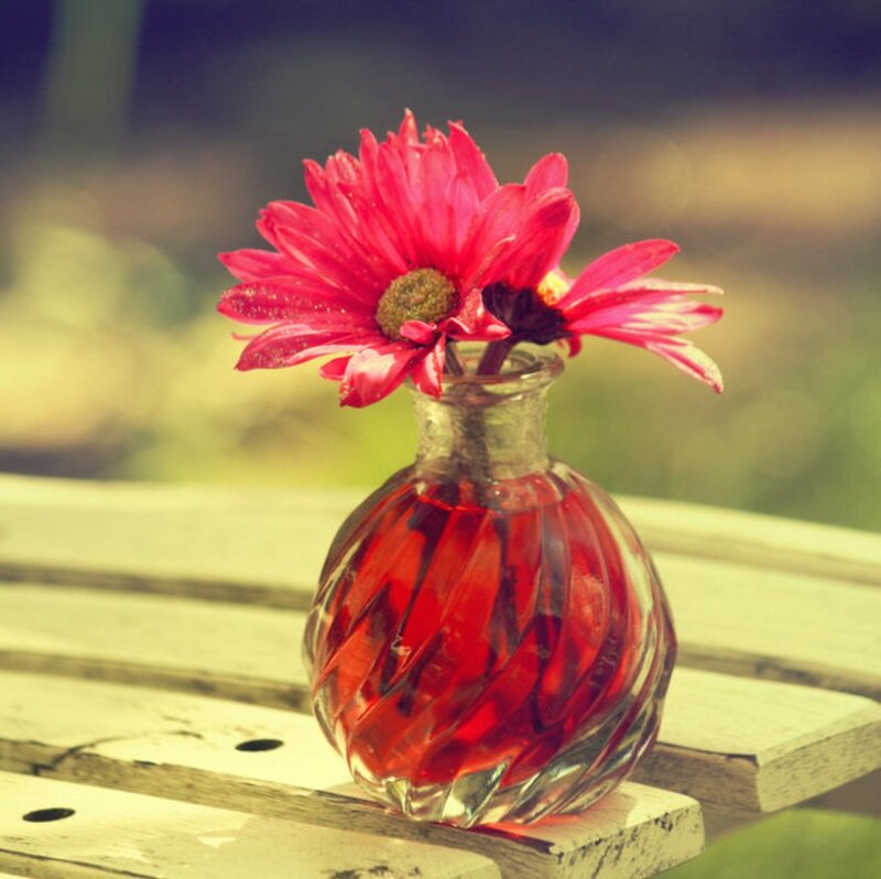 Red Flower in Glass Vase — Serene