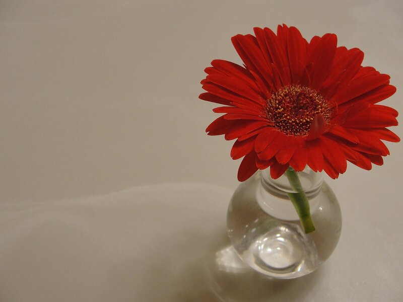 Red flower in glass vase