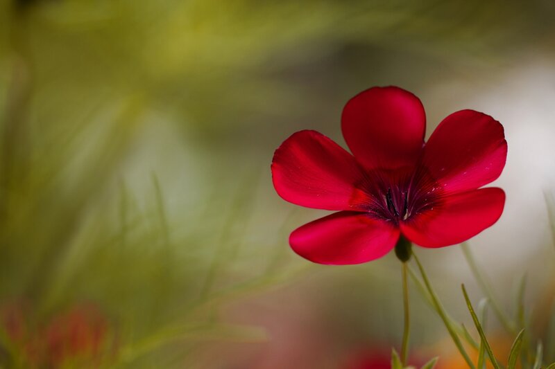Red Flower in Grass — Serene, Afternoon, Photograph, Stem