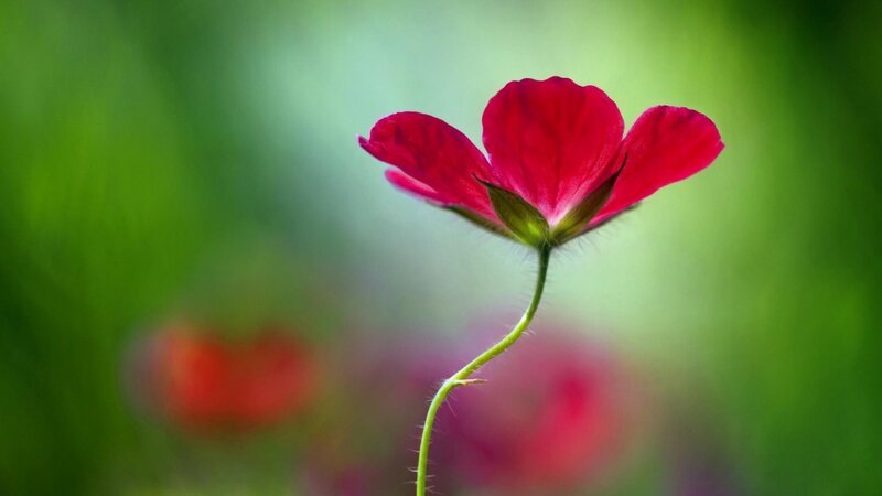 Red Flower in Grass — Serene, Afternoon, Photograph
