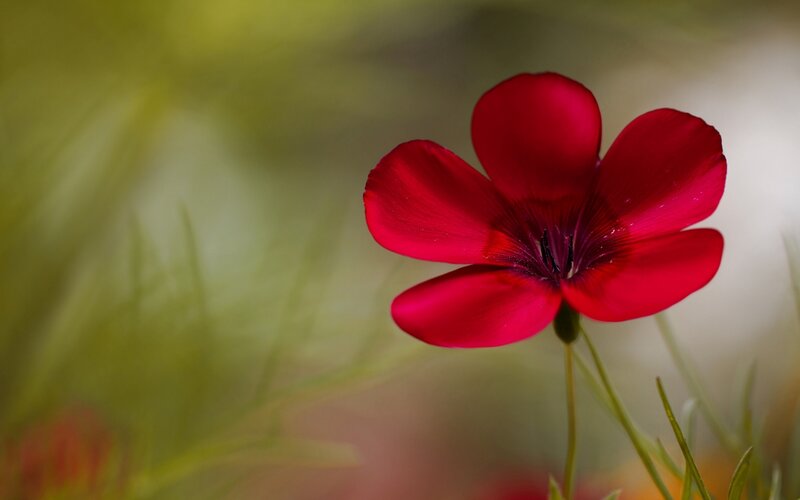 Red Flower in Grass — Serene, Afternoon
