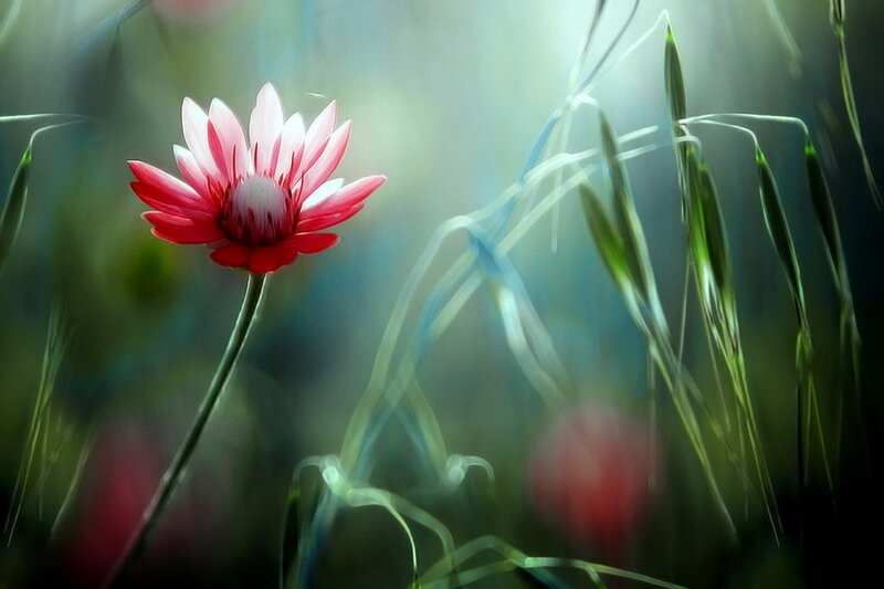 Red Flower in Grass — Serene, Morning