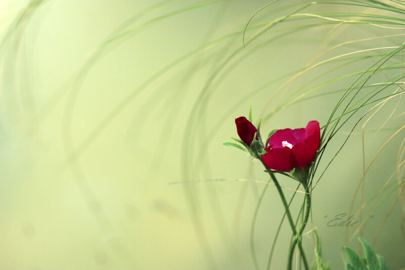 Red Flower in Grass — Serene