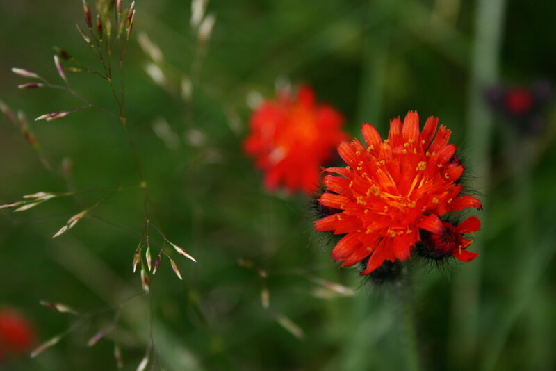Red Flower in Grass