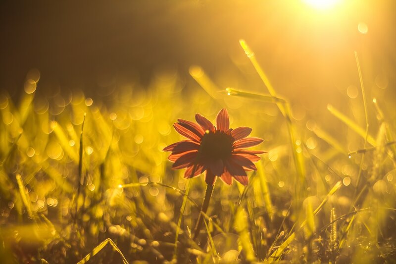 Red Flower in Grass — Yellow