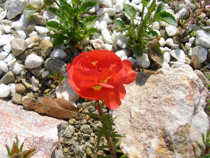 Red Flower in Gravel