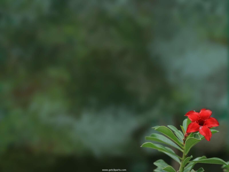 red flower in green background
