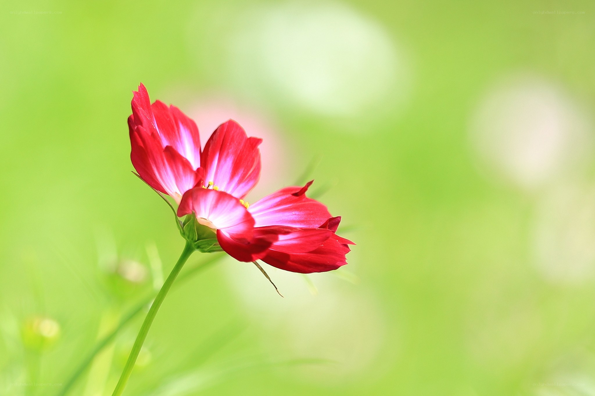 Red flower in green field